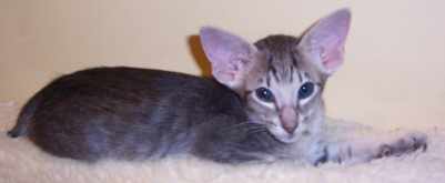 Kits 9.03 Ramasses 10 weeks good for webfor a spotty.jpg (5467 bytes)