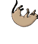 a_catfall.gif (15075 bytes)