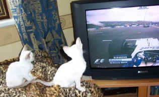 foxy02.jpg (41780 bytes)