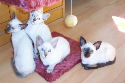 foxy04.jpg (15416 bytes)