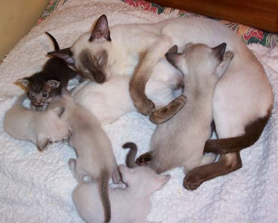 foxy05.jpg (27911 bytes)