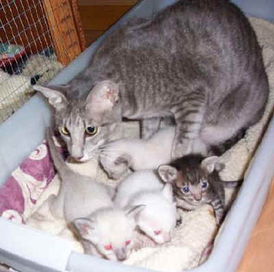 foxy06.jpg (25084 bytes)