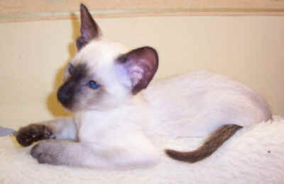 foxy08.jpg (17062 bytes)