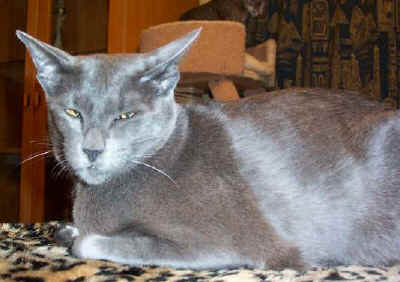 foxy10.jpg (27683 bytes)