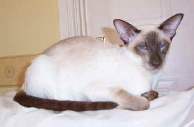 foxy14.jpg (12261 bytes)