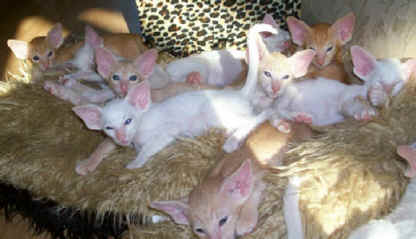 foxykits001.jpg (26938 bytes)