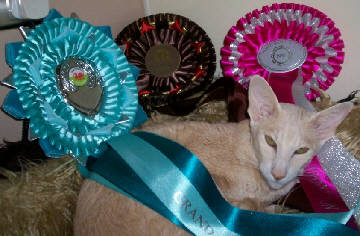 foxyoct092.jpg (23919 bytes)