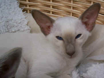 foxyoct093.jpg (21741 bytes)