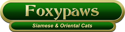 foxypawsheadlogo.gif (15944 bytes)