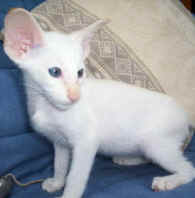 image003.jpg (156152 bytes)