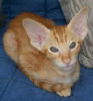 image005.jpg (178662 bytes)