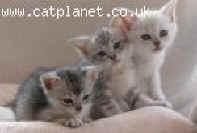 kitten0509.jpg (3541 bytes)