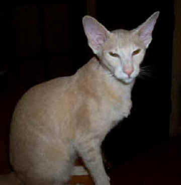 marmalade2.jpg (12185 bytes)